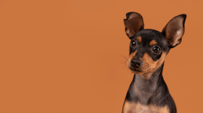 cute-dog-portrait-studio-min