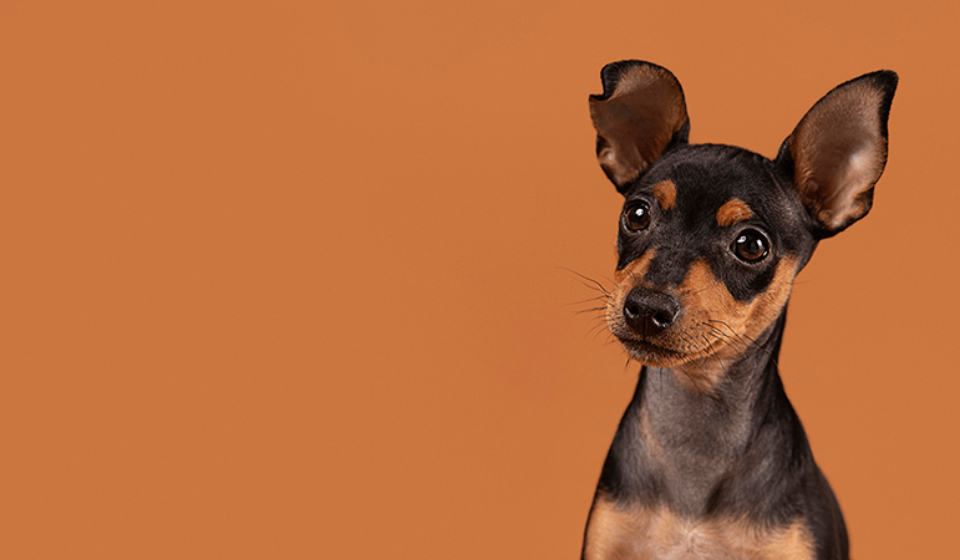 cute-dog-portrait-studio-min