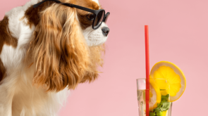 beautiful-pet-portrait-dog-with-juice-min