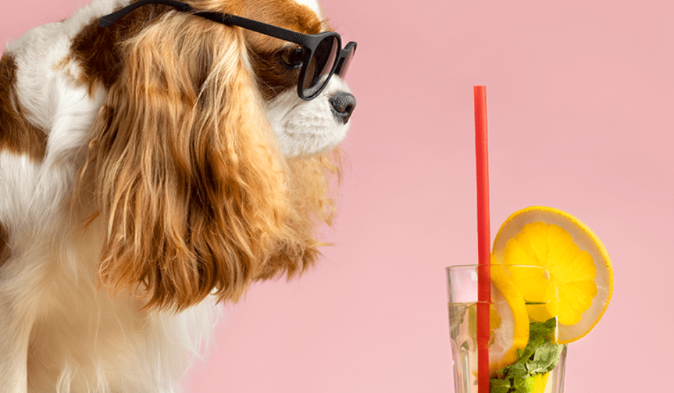 beautiful-pet-portrait-dog-with-juice-min