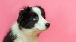 funny-studio-portrait-cute-smilling-puppy-dog-border-collie-pink-pastel-background_80942-9128