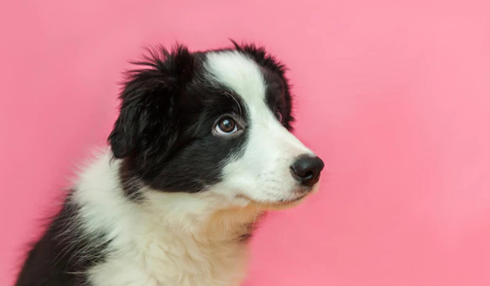 funny-studio-portrait-cute-smilling-puppy-dog-border-collie-pink-pastel-background_80942-9128