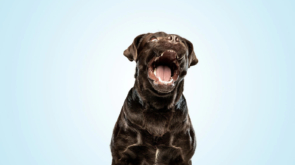 smiling-chocolate-labrador-retriever-dogindoors-funny-puppy-blue-wall_155003-27840