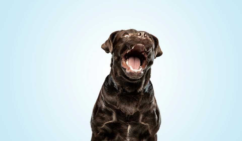 smiling-chocolate-labrador-retriever-dogindoors-funny-puppy-blue-wall_155003-27840